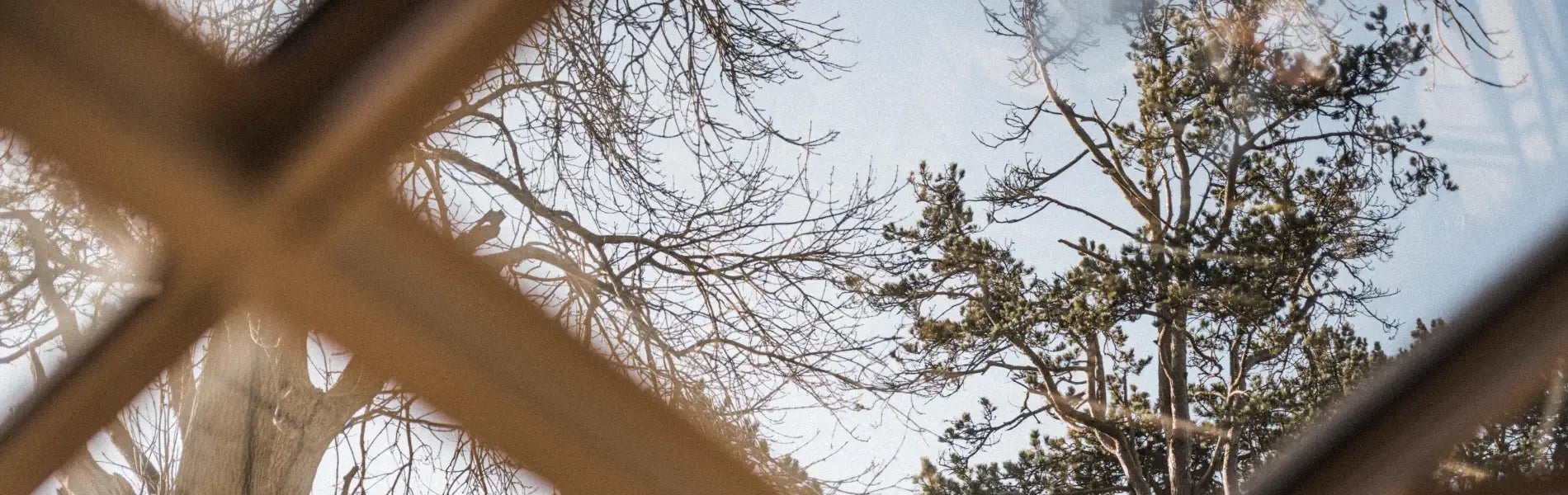 A chilly, clear day through the greenhouse glass