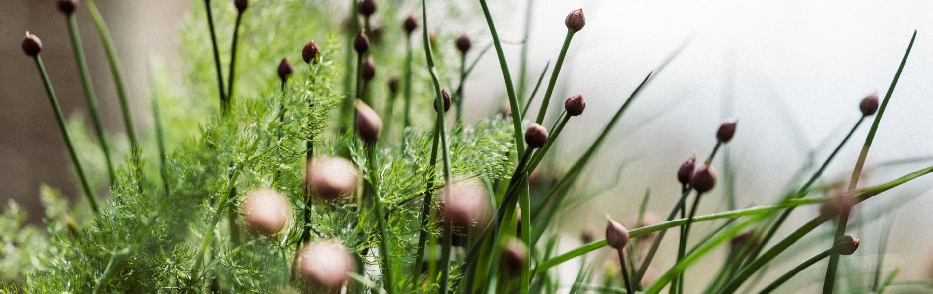 garden plants