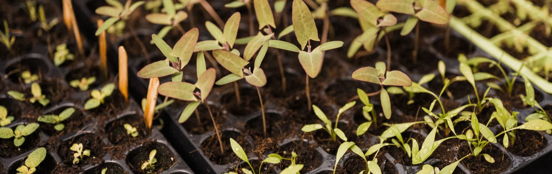 new seedlings in seed trays