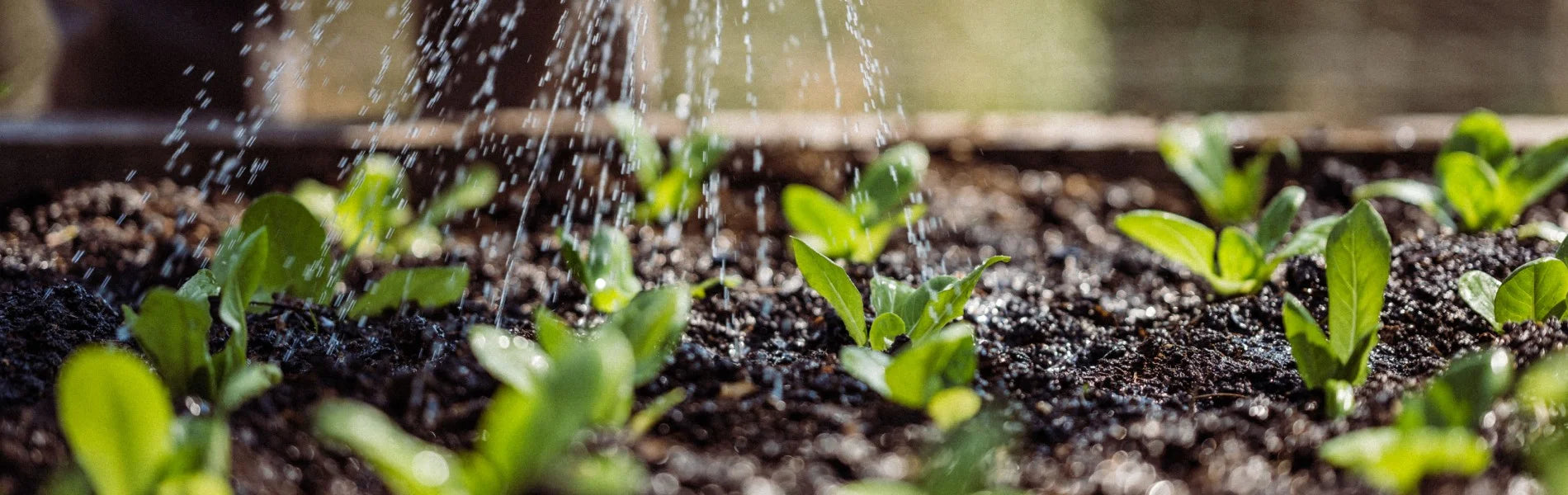 Watering plants in raised bed