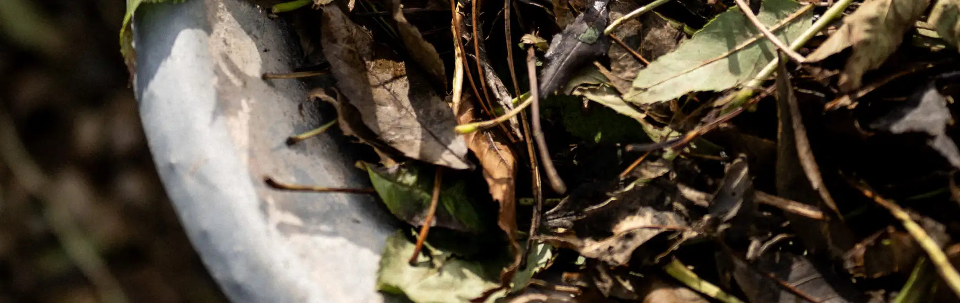 Autumn leaves in a wheelbarrow