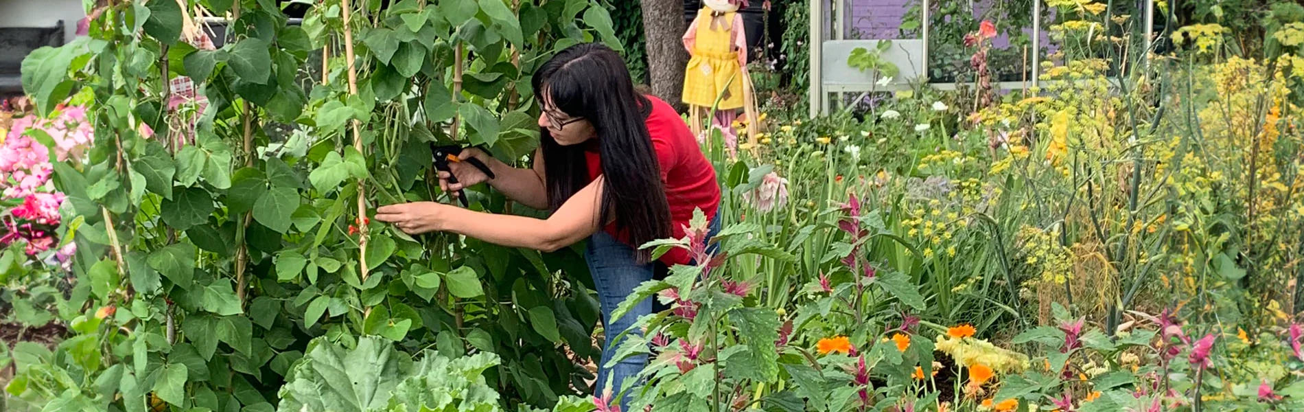 Ellen Mary picking runner beans