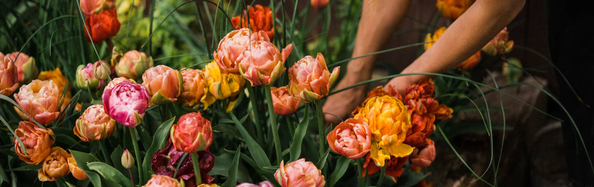 Flowers in bloom