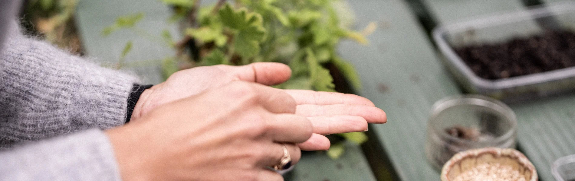 Pair of hands holding seeds