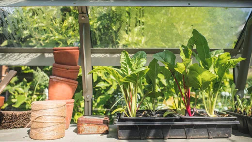 What to grow in your greenhouse in February