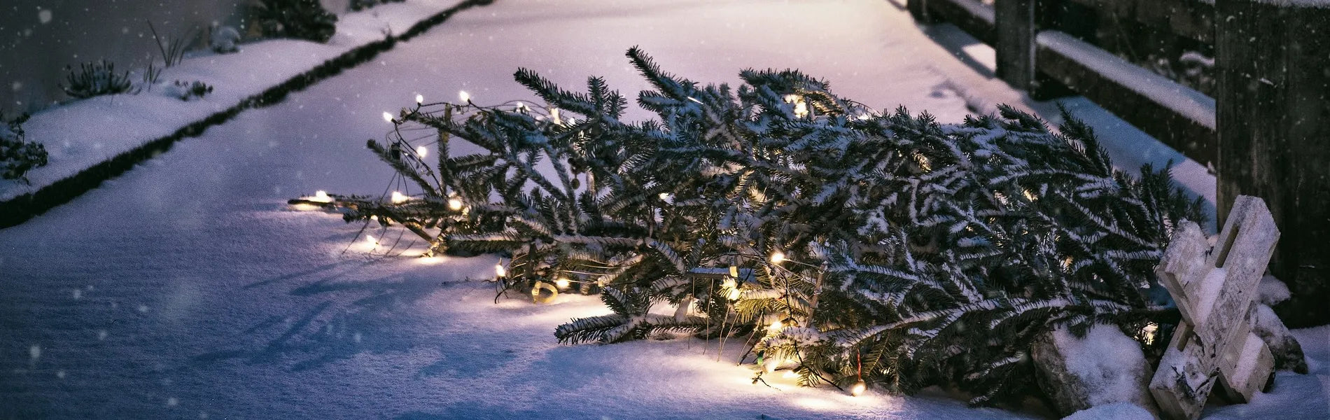 What To Do with Your Christmas Tree Post-Christmas