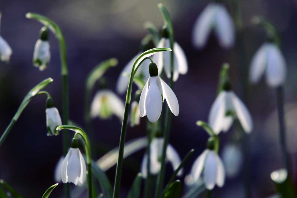 Tips for Planting Snowdrops