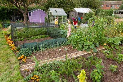 March Allotment Blog