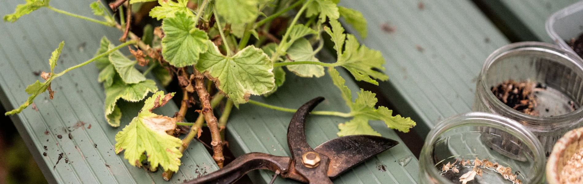 Top Gardening Jobs for Autumn: Essential Tasks for a Healthy Garden