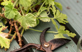 Top Gardening Jobs for Autumn: Essential Tasks for a Healthy Garden