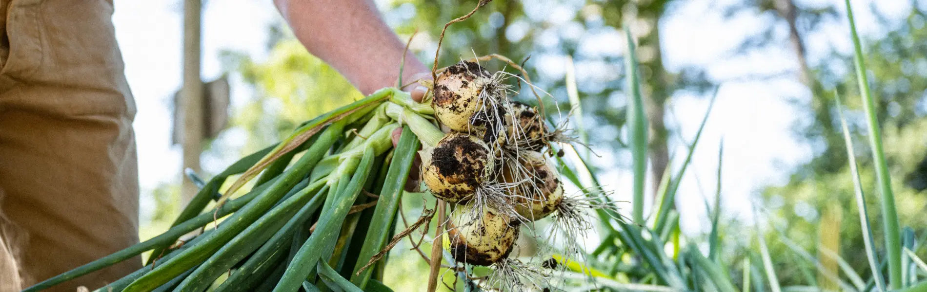 Onions being pulled from the ground