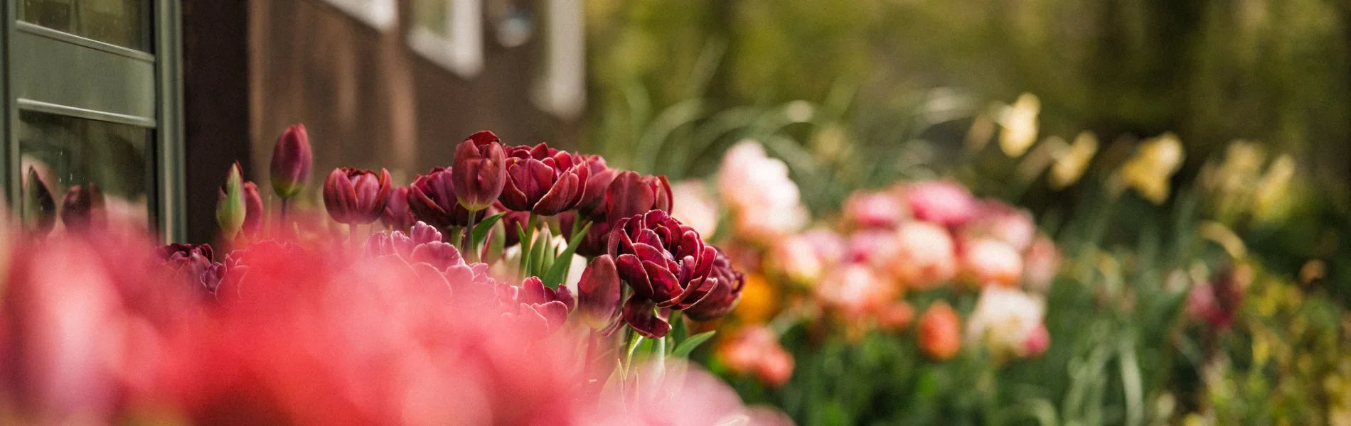 Selection of flowers in bloom