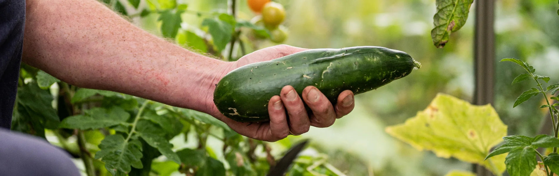 What to Grow in your Greenhouse in July