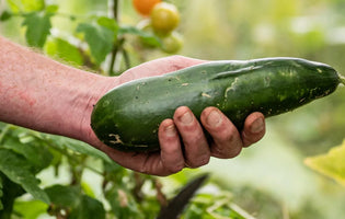 What to Grow in your Greenhouse in July