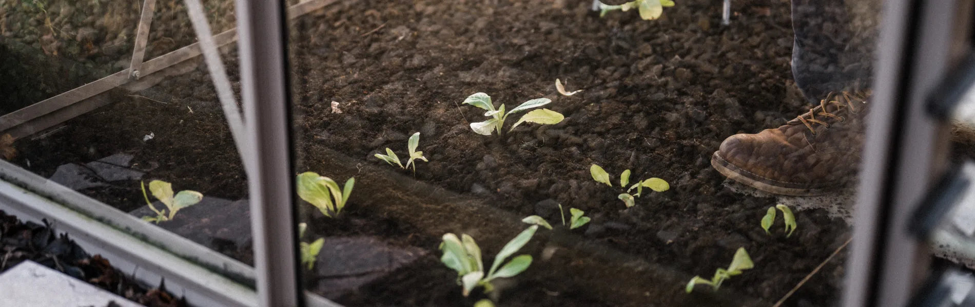 fresh crops growing inside greenhouse