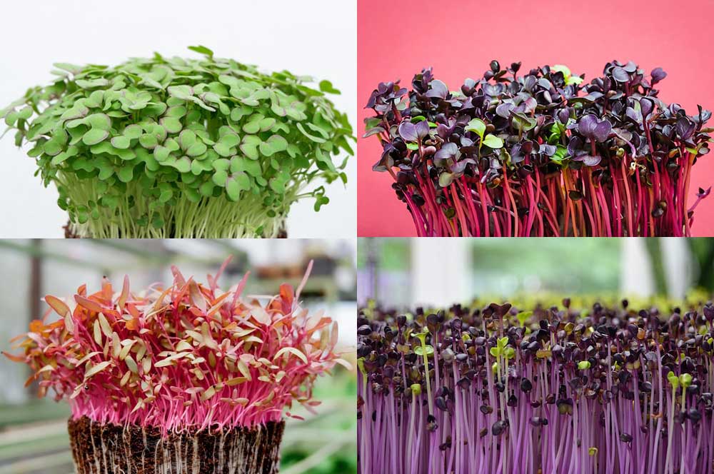 Microgreens - Year-Round Sowing and Eating