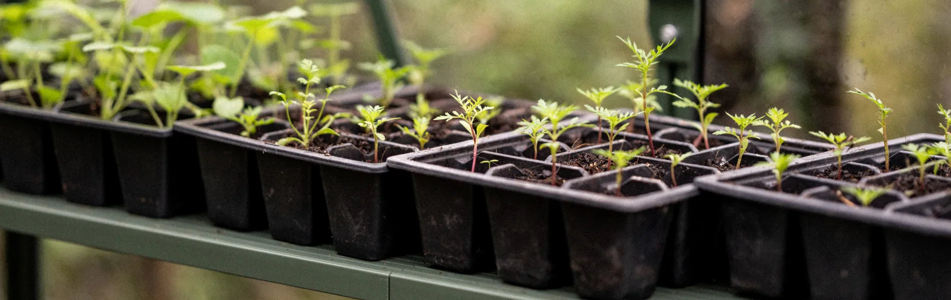 Seedlings in seed tray on shelf