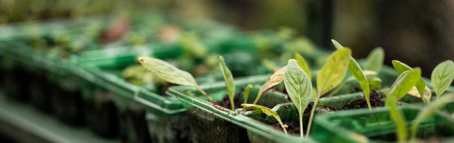 Gardening Myths: Debunking Old Wives' Tales About Growing Herbs