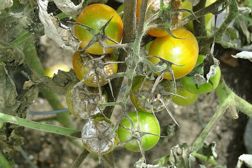 This week from Norfolk School of Gardening - Tomato Blight & Gardening Courses