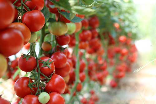 Bunch of tomatoes growing on the vine