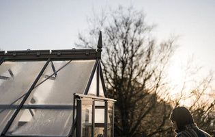 A frosty greenhouse with the sunrising in the background