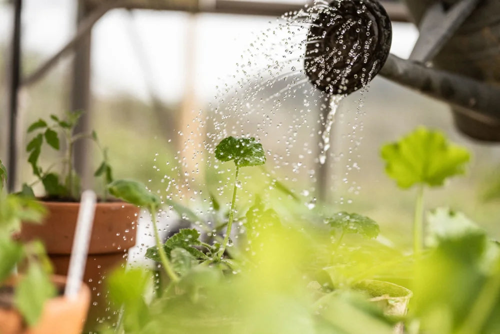 Greenhouse watering