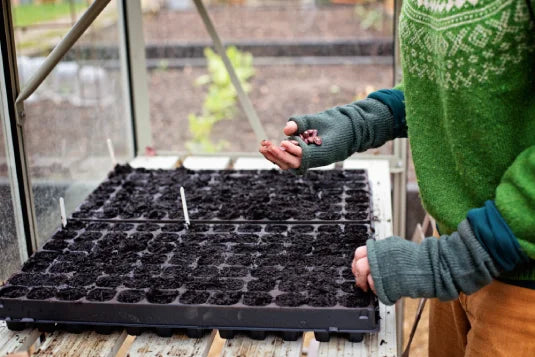 Planting into seed trays