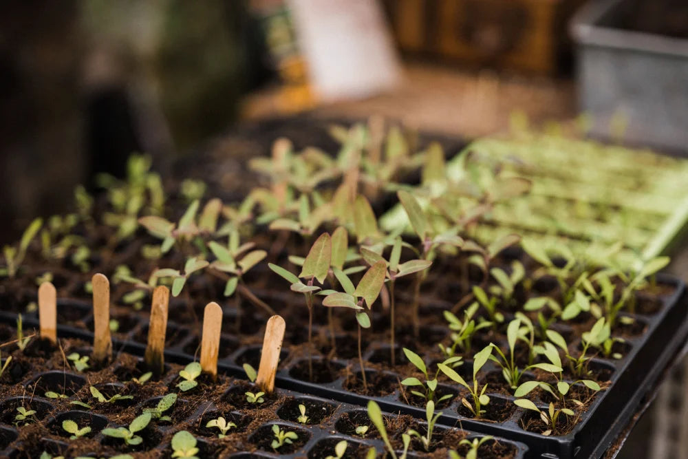 greenhouse crops